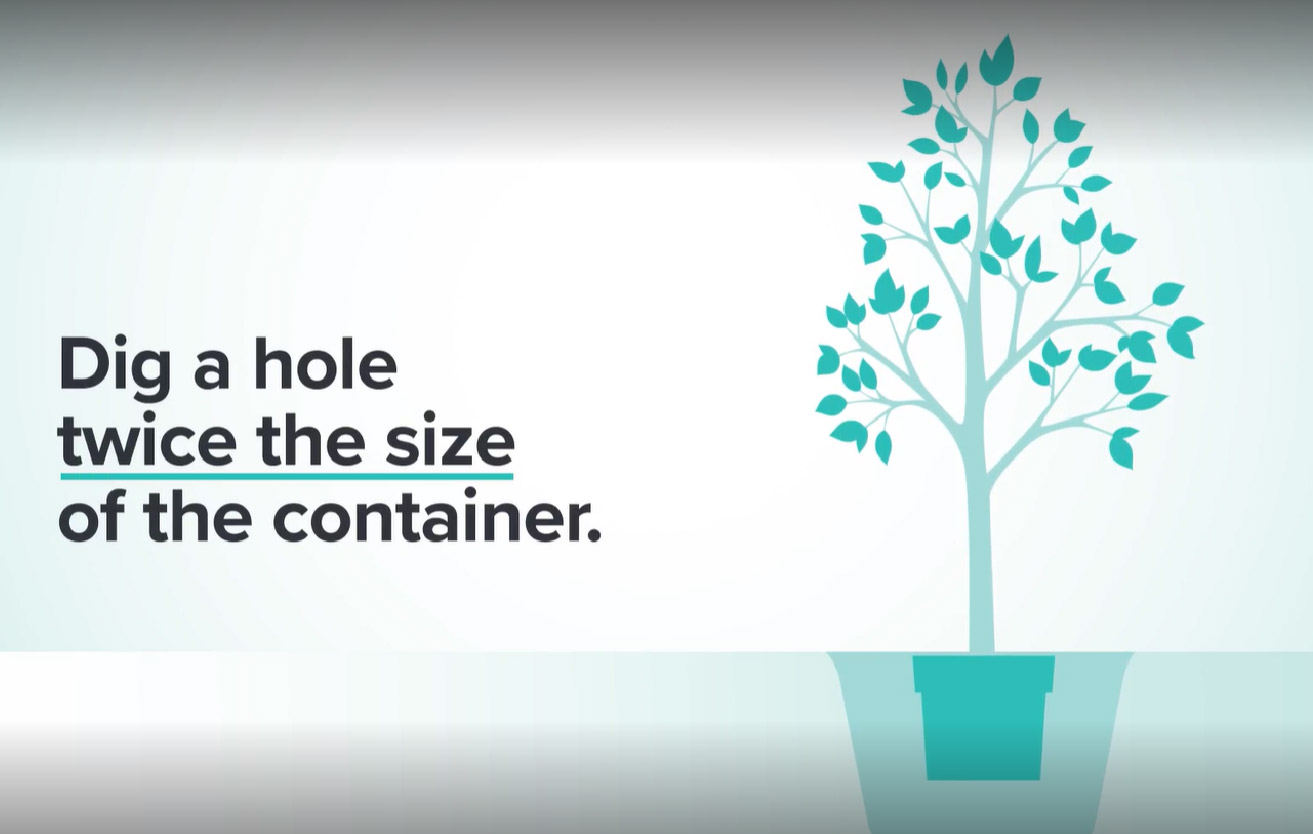 graphic showing to dig a hole twice as big as the tree's container
